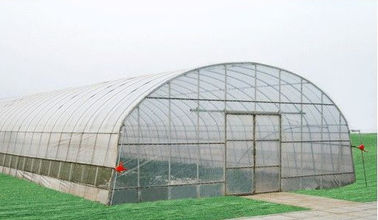 10000mm طول تجاری گلخانه ای تونل مقرون به صرفه