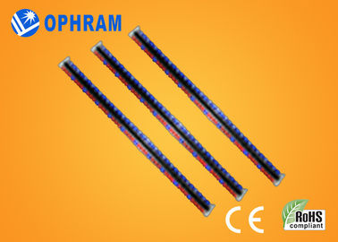 روشنایی بالا و EPISTAR IP65 آبی و قرمز چراغ چراغ رشد با CE / ROHS