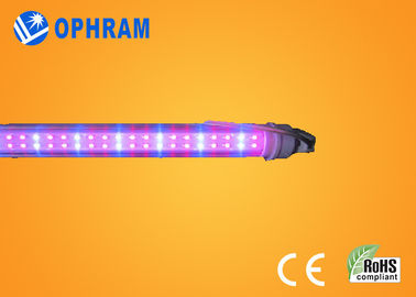 قدرت بالا IP20 گوجه فرنگی / سالاد / ماری جوانا داخل سالن چراغ چراغ رشد AC85V-265V